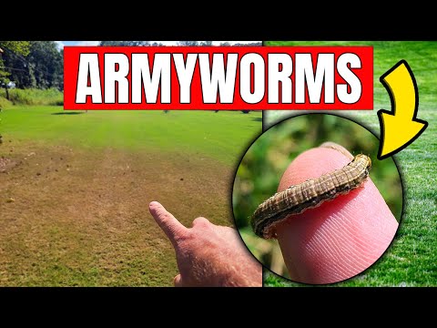 Armyworms Can Eat Your Lawn in 2 Days - How to Identify and Kill Them!