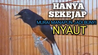 Download lagu MURAI BATU GACOR Ampuh buat PANCINGAN MURAI biar Emosi jadi NYAUT BUNYI BONGKAR MATERI ISIAN  mp3 Download lagu MURAI BATU GACOR Ampuh buat PANCINGAN MURAI biar Emosi jadi NYAUT BUNYI BONGKAR MATERI ISIAN  mp3