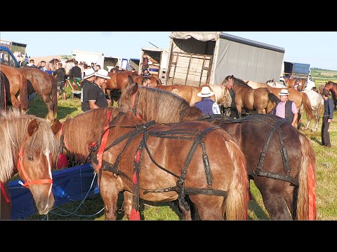 Târg expozițional de cai Ceanu Mare - Cluj 15 Iulie 2023