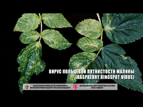 Вирус кольцевой пятнистости малины (Raspberry ringspot virus)