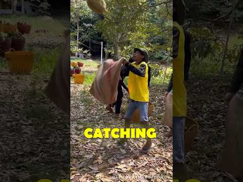Professional Durian Catchers