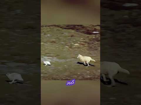 🐺🔥 مطاردة مرعبة في البرية! أرنب يتحدى أربعة ذئاب وينجو بأعجوبة 🐇💨