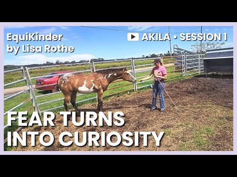 Earning Trust, Not Control | Halter Training an Untouched Colt - Akila Ep 1