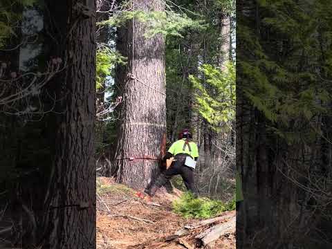 Linpiesa de lineas elektricas en sacramento ca