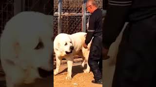 Alabai Dog dangerous dog 😳😲 #shorts #worldbiggest #alabaidog #viral #trending