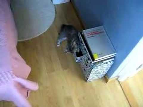 Chili playing with lego bricks