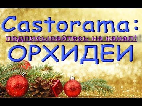 Castorama:ЧУДЕСНЫЙ завоз ОРХИДЕЙ!15.01.21,Касторама,Самара,Московское ш.