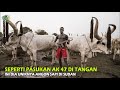 Agon Sapi Di Sudan Seperti Mau Perang Lengkap Dengan Penjaga Bersenjata AK 47