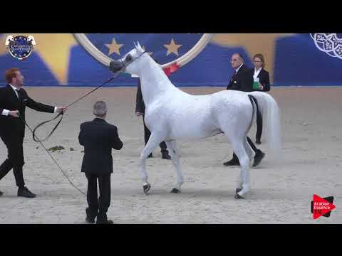 N.121 AL AYAL MONISCIONE - European Championship 2019 - 7-9 Years Old Stallions (Class 14)