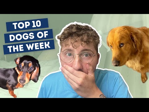 The Dogs Were a Little Angry This Week | Top 10 Dogs