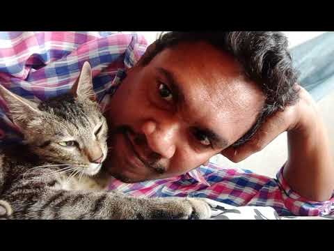 cat (chinni) love above me