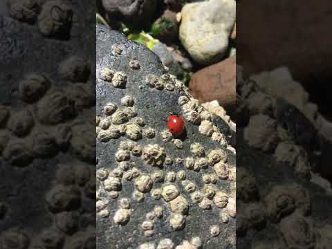Ladybug Walk