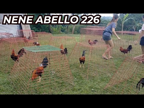 Nene Abello 226 Possum Sweater Yellow Legged Hatch - Double-R Farm Rodel Pangandian