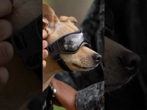 ‘Comando’, el chihuahua que se ha unido a la Guardia Nacional