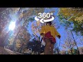 Golden Carpets Color Autumn In Japan Osmo360