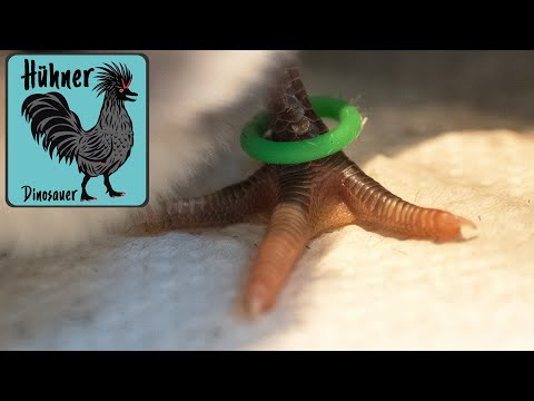 🐤 Küken markieren, Küken beringen - inkl. Diskussion um Zwischenzehenlochung