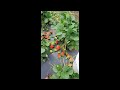 Strawberry Picking On The Farm Farm Upick