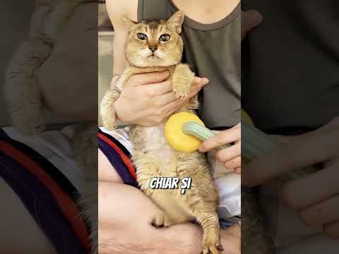 🐱💇‍♂️ Gestul Bizar Care A Uimit Familia!