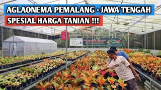 Download lagu Spesial harga tanian, aglaonema Pemalang - Jawa Tengah mp3