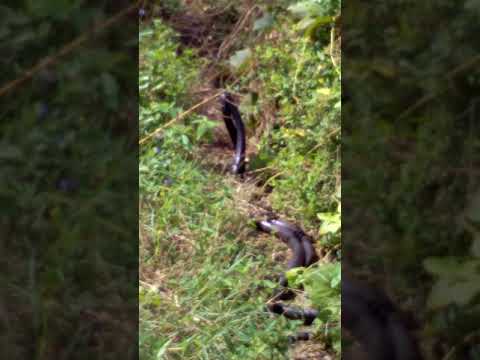 snakes seen on way to Kemabolo site