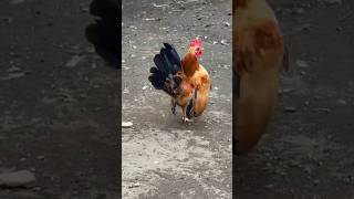 Download lagu chicken sounds and laughing duck sounds #shorts #comedy #trendingshorts #funny #viralvideo mp3