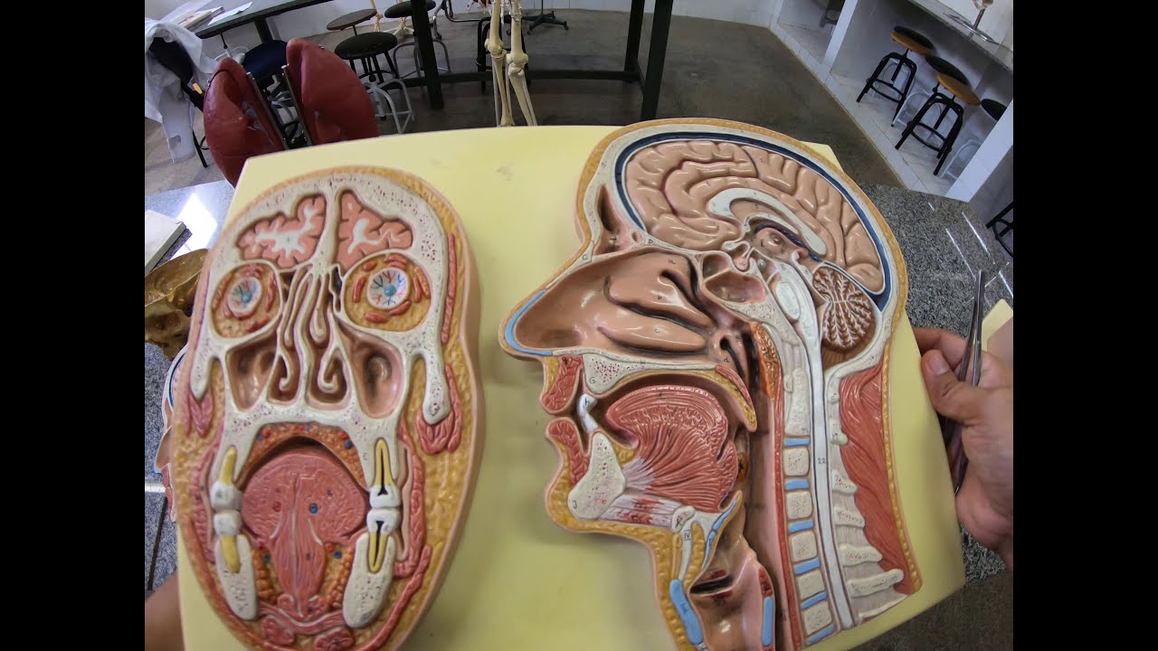 Respiratório Aula 01 | Nariz e cavidade nasal