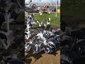 UP CLOSE INSANE SEAGULL FEEDING FRENZY