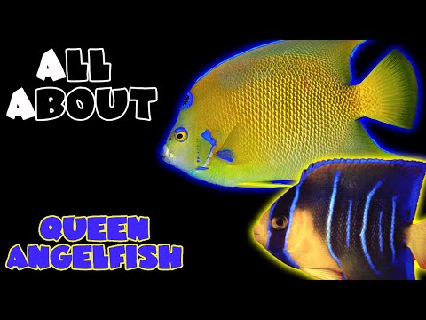 All About The Queen Angelfish