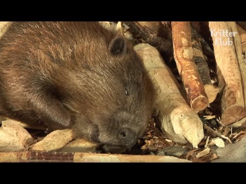 Beaver Gets House Coma | Kritter Klub