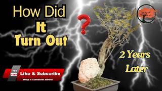 Privet On The Rock Bonsai: Gets A New Styling (2024)