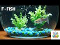 Learn Letter F With Fish Kids Learning Video FforFish KidsLearnin ABCD Fish Preschool
