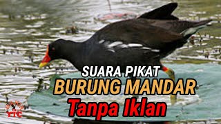Download lagu SUARA PIKAT BURUNG MANDAR PALING AMPUH FULL 2 JAM Tanpa iklan Auto Mendekat mp3