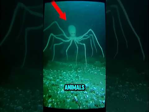 Top 4 Animals That Look FAKE But Are 100% Real #scaryanimals #animals #pets