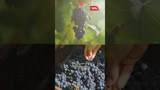 Stella McCartney — Sustainability — Our Future