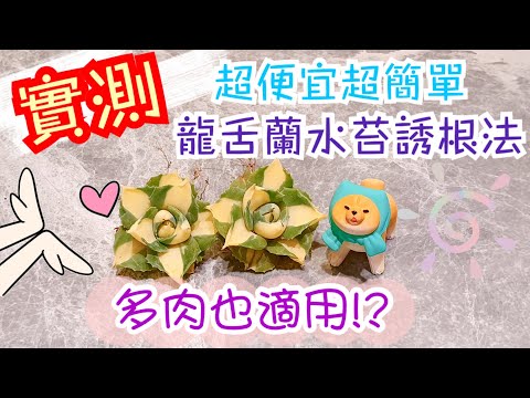 水苔誘根法