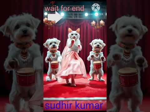 Very cute dance#catdance #catlover #shortvideo #shorts #shortsviral #dogdance #pets #sudhir kumar