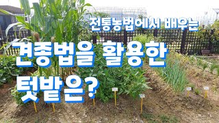이런 텃밭 처음임. 공간활용 최적인 견종법을 재해석한 전통텃밭이란?