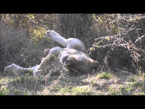 The Lion sleeps tonight