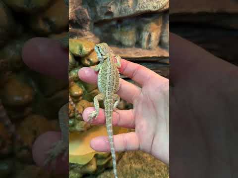 Dragon Video