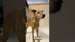 Download lagu ADOPT DARIA mp3 Download lagu ADOPT DARIA mp3