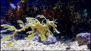 Leafy Seadragon | The Master of Camouflage !