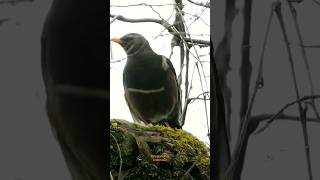 Download lagu Inilah Burung Anis Gunung Teman Para Pendaki ! #birds #wildlife mp3 Download lagu Inilah Burung Anis Gunung Teman Para Pendaki ! #birds #wildlife mp3