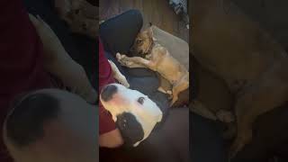 Video preview image #1 - Mix Puppy For Sale in Forest, VA, USA