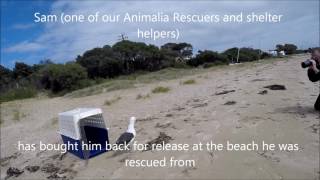 Kelp Gull Release day Animalia Wildlife Shelter