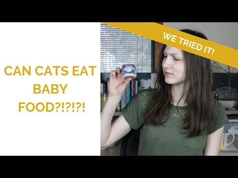Can Cats Eat Baby Food? See How Wessie Reacts!