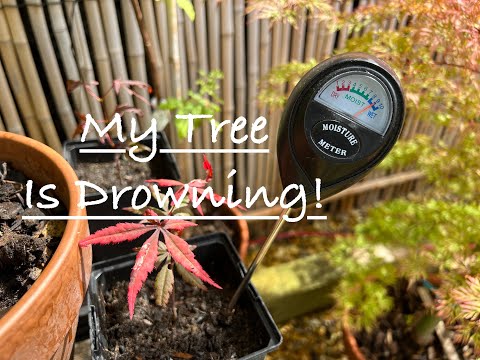Japanese Maples, how to avoid killing your trees from over potting them, why drainage is important!