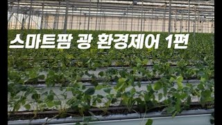 스마트팜 내 광환경 1편 / 딸기농사