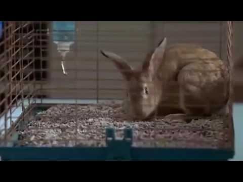 "Primeiro da Classe"  - Trecho do filme - Dublado - A