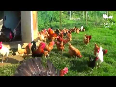 Gallinas, gallos y pavos rescatados viven felices en los nuevos terrenos