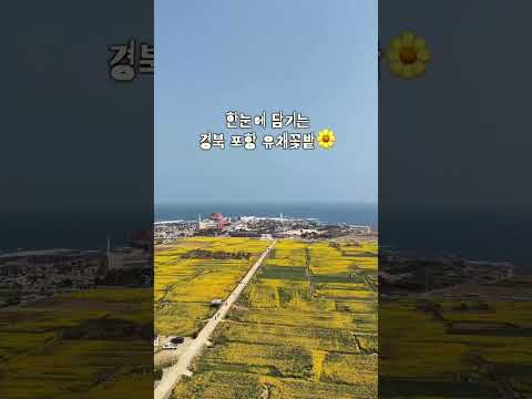 푸른 바다와 15만 평의 노란 물결을 한눈에 담을 수 있다고?